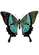 Papilio buddha 